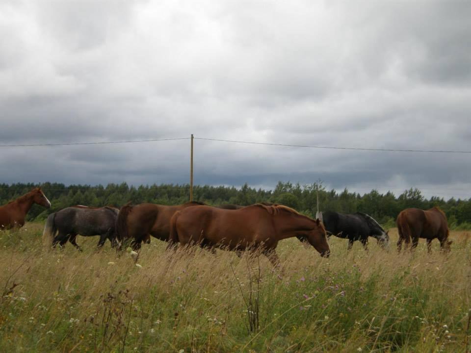 Sassi Talu Horsefarm Hotel Parnumaa Kültér fotó