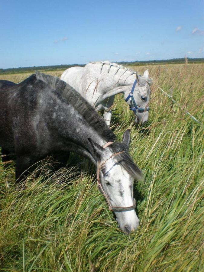 Sassi Talu Horsefarm Hotel Parnumaa Kültér fotó